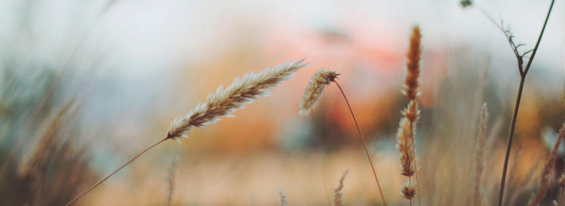 网页攻击器教程