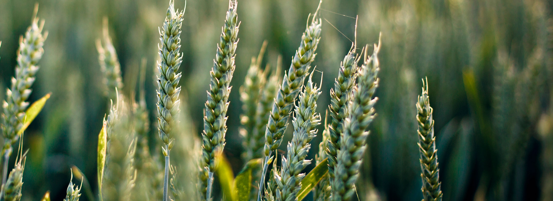 CC在线压力测试